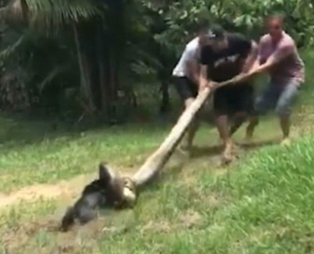 anaconda dog 2