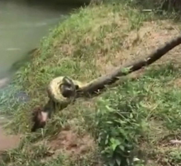 anaconda dog 3