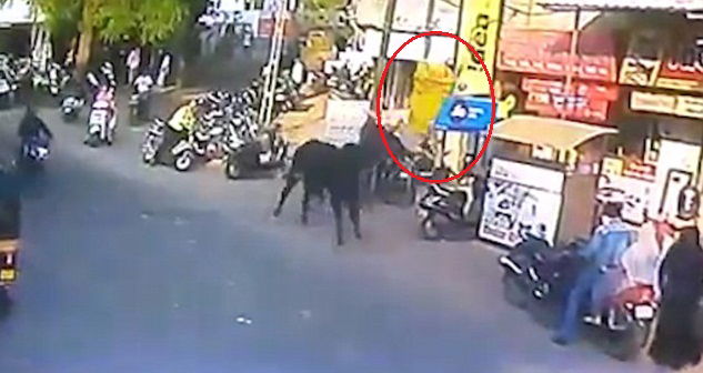 bull 1