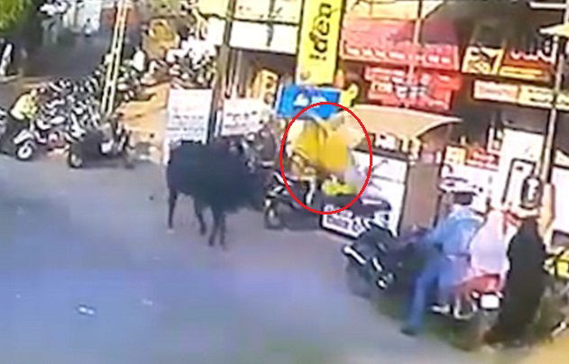 bull 3