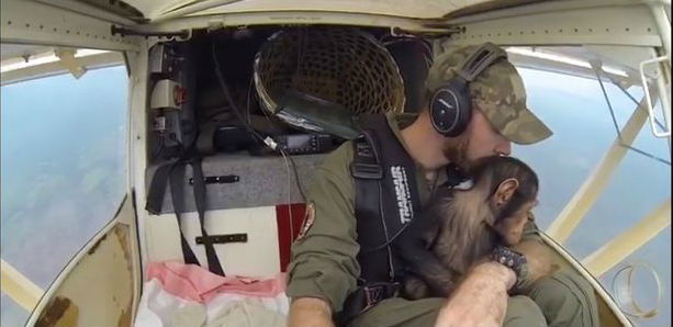 chimpanzee pilot 3