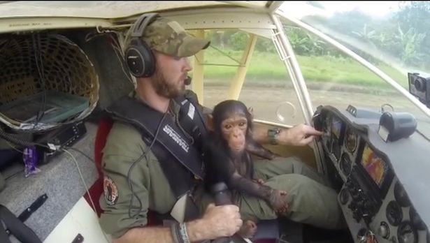 chimpanzee pilot 5
