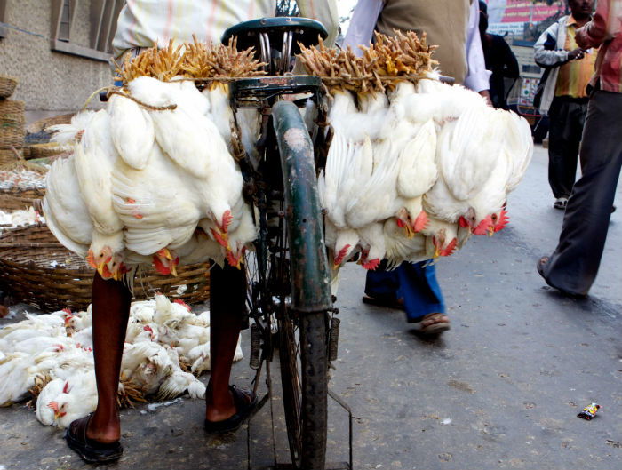 cock F