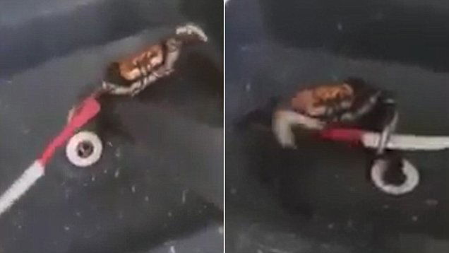 crab