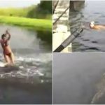 crocodile