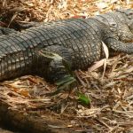 crocodile at mysore zoo