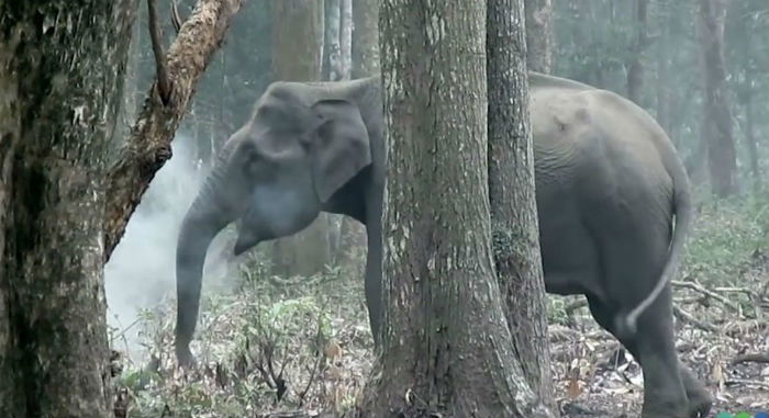 elephant 1 1