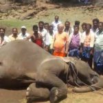 elephant 1