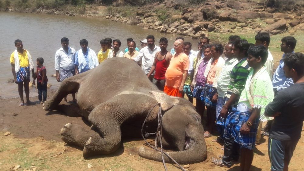 elephant