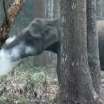elephant 2