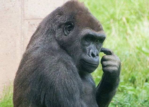 gorilla 1