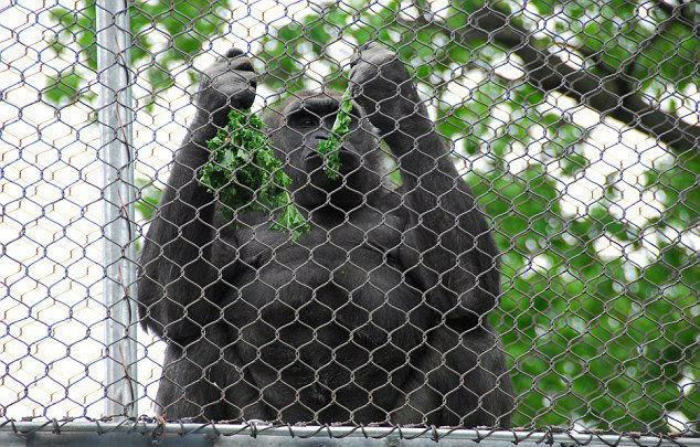 gorilla 2