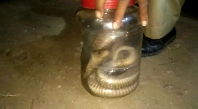 hvr snake 1