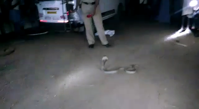 hvr snake 2