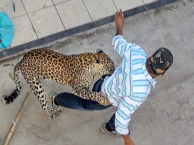 leopard 1