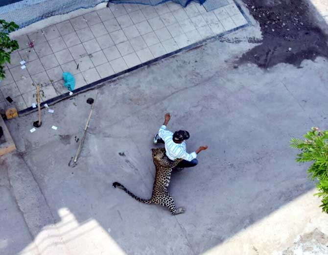 leopard 2