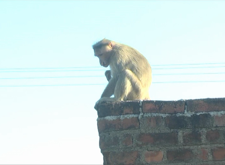 mnd kothi 2