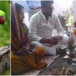 parrot final rites