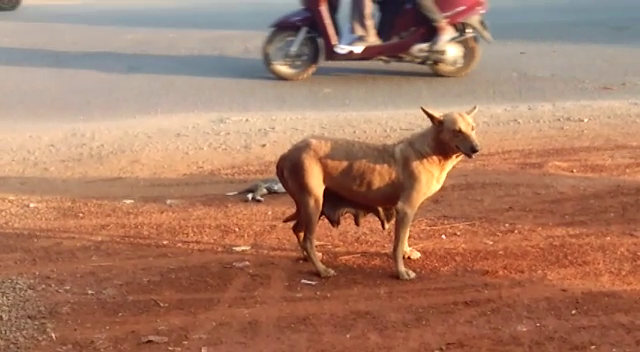 tmk dog 3
