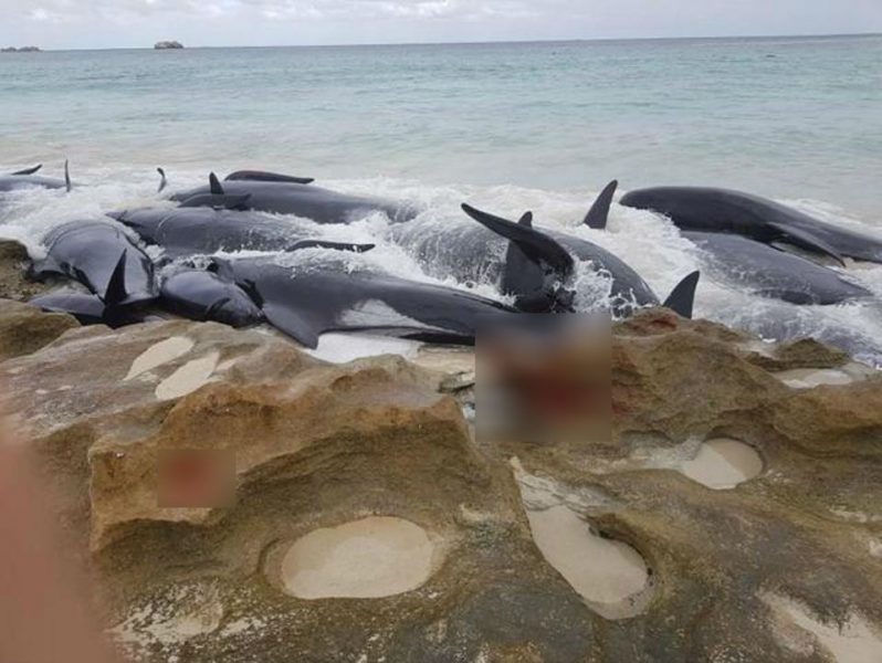 whales 1 1