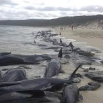 whales