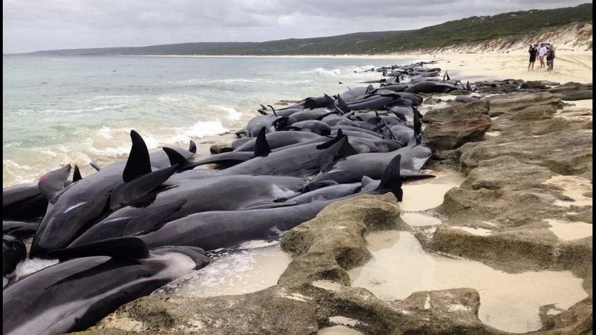 whales 2