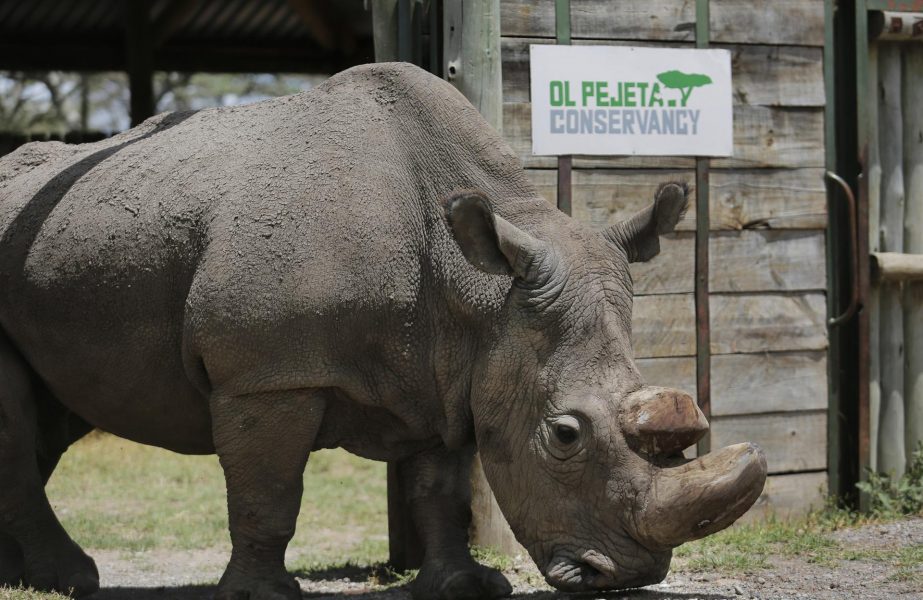 white rhino 1