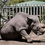 white rhino