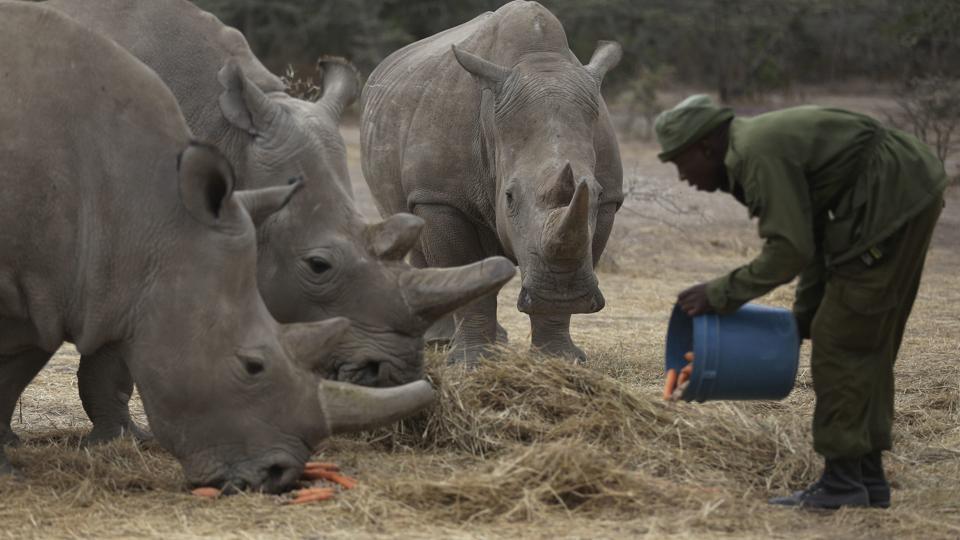 white rhino females