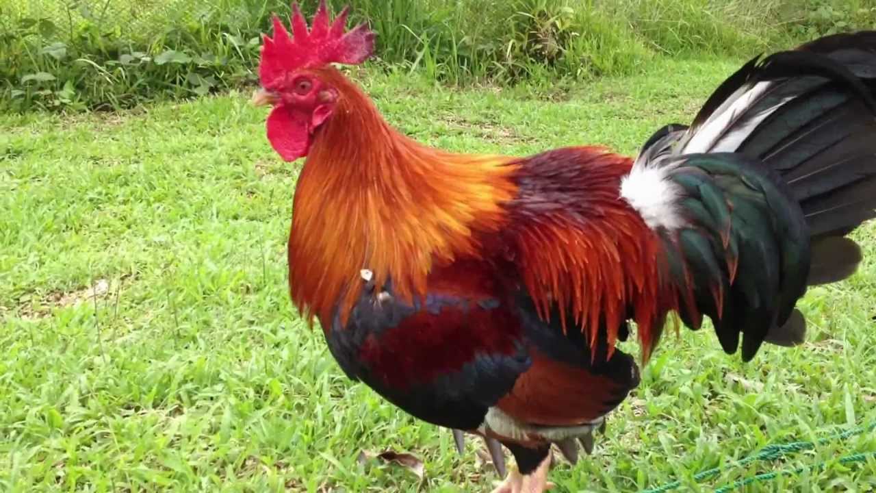 ಚೊಚಕ