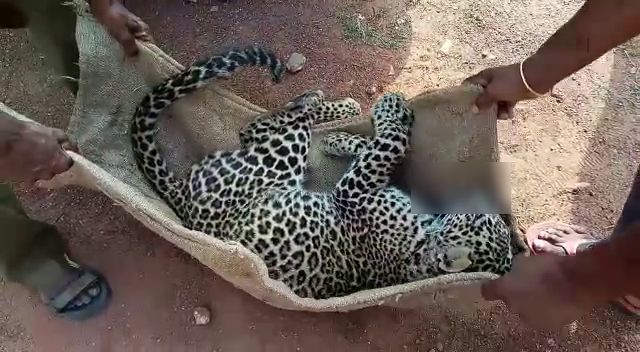 CHEETAH 1