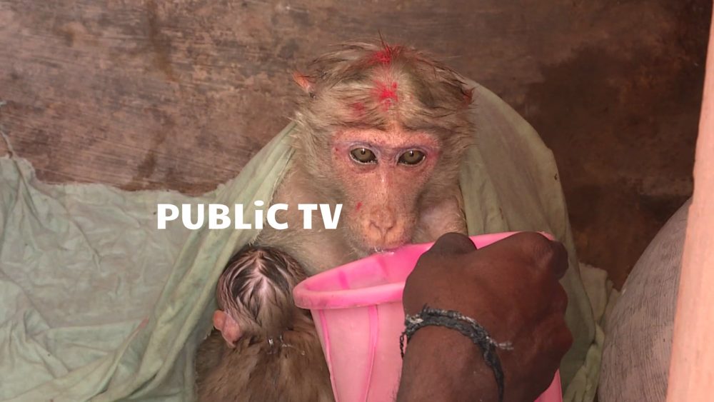 CKB Monkey 1