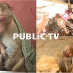CKB Monkey