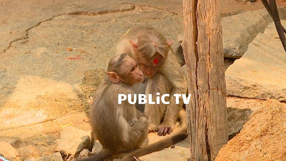 CKB Monkey 3 1