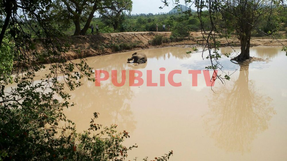 CNG ELEPHANT DEATH 1