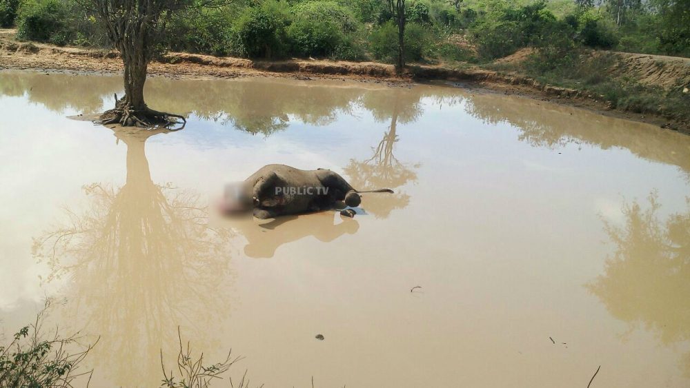 CNG ELEPHANT DEATH AV 10