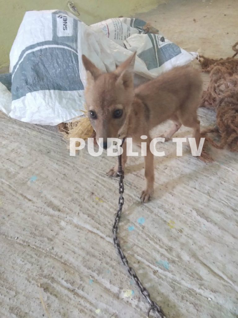 FOX 1
