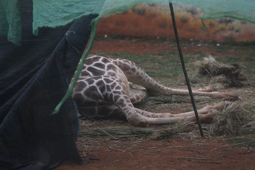 GIRAFFE 3