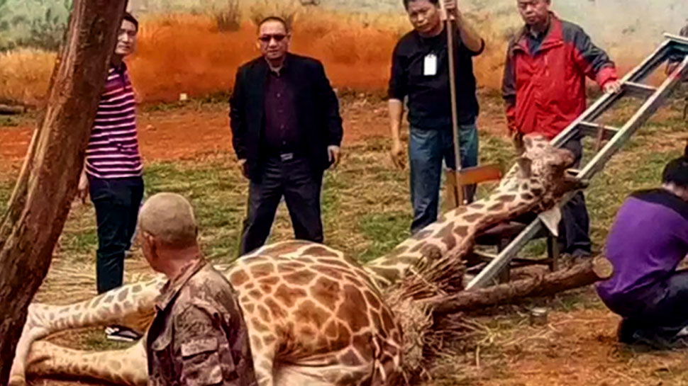 GIRAFFE