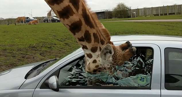 Giraffe 1