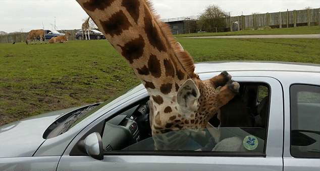 Giraffe 2