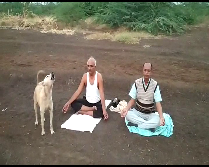 dog