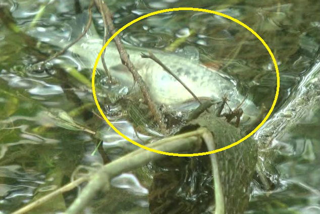 FISH KAIGA