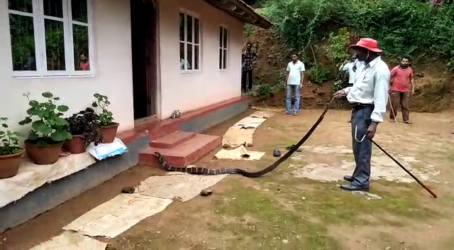 ckm king cobra 1
