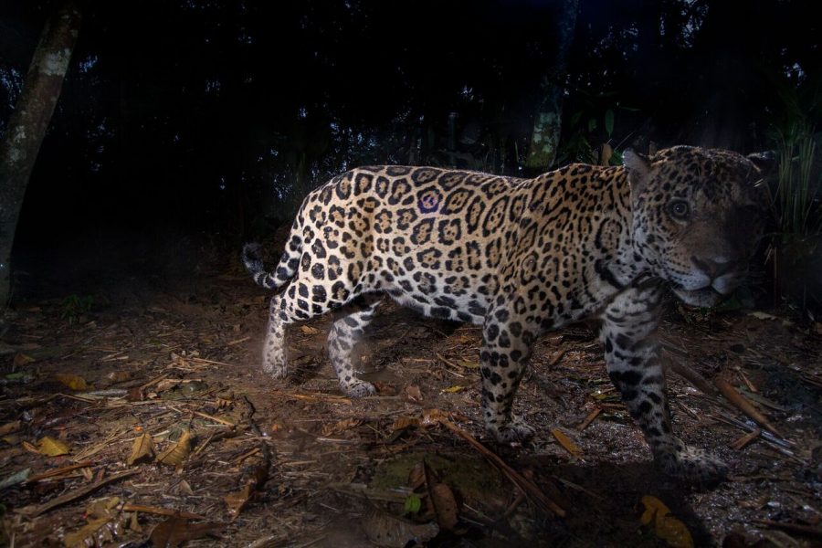 leopard