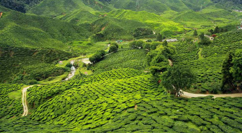 ASSAM TEA 1