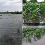 BGK CROP LOSS