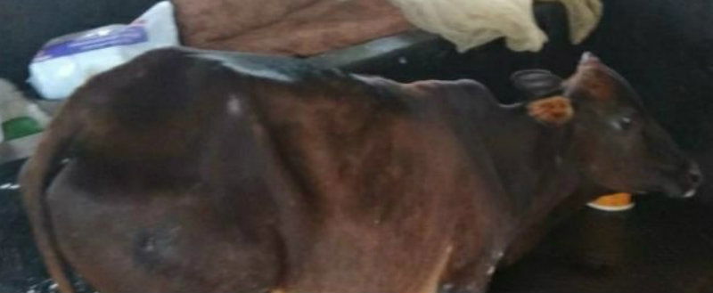 COW 2