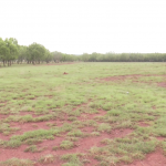 Hesaraghatta grass land 2