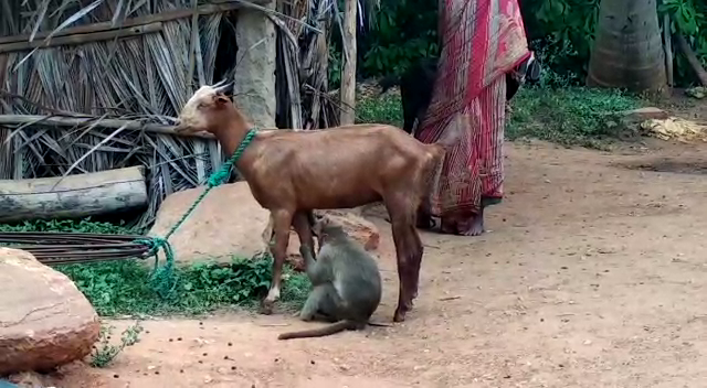 MONKEY